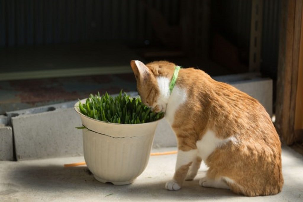 草を食べる猫