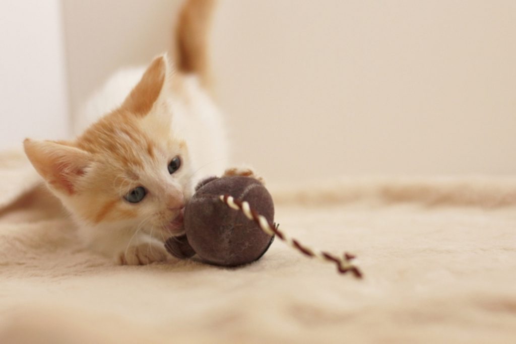 ネズミを食べようとする猫