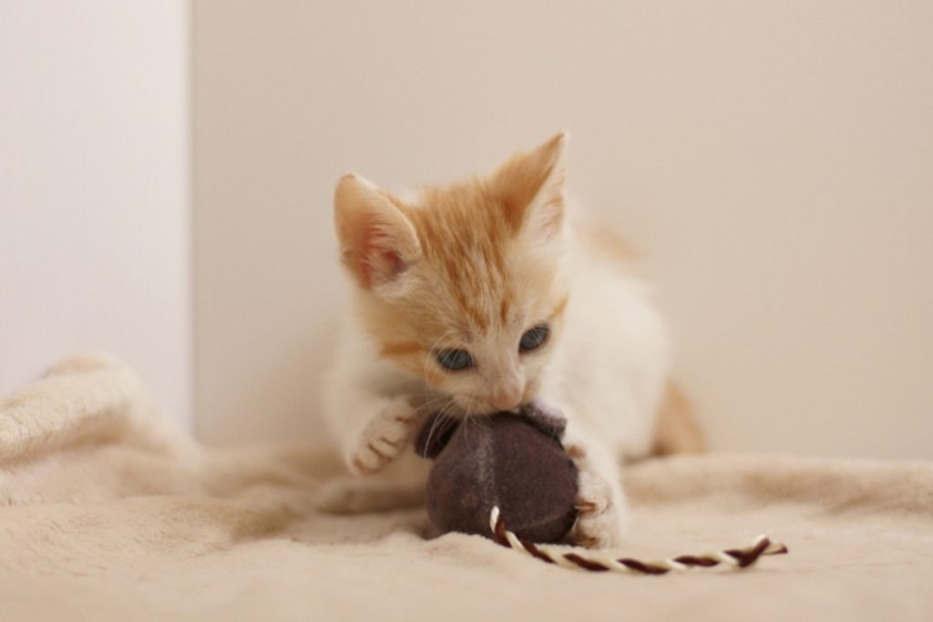 布製のおもちゃを食べる猫
