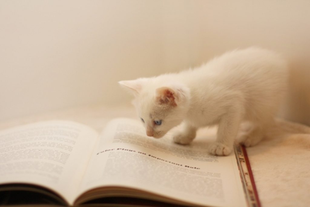本で調べる猫