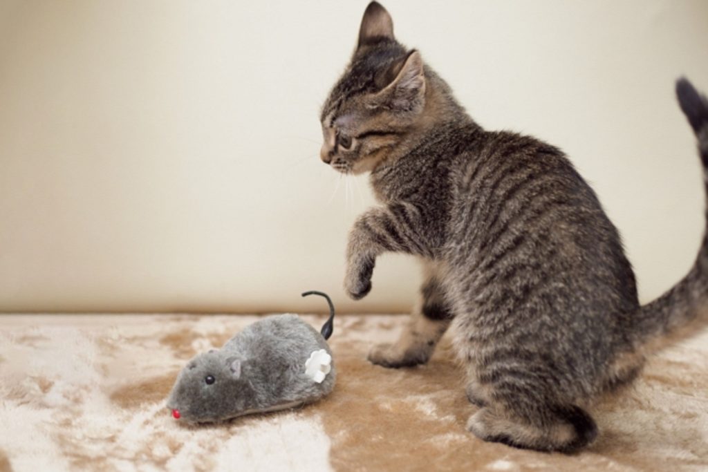 猫とネズミのおもちゃ