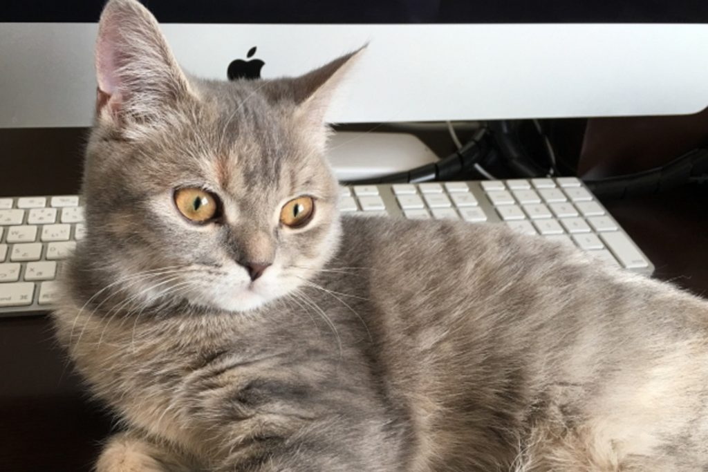 Macのパソコンと猫