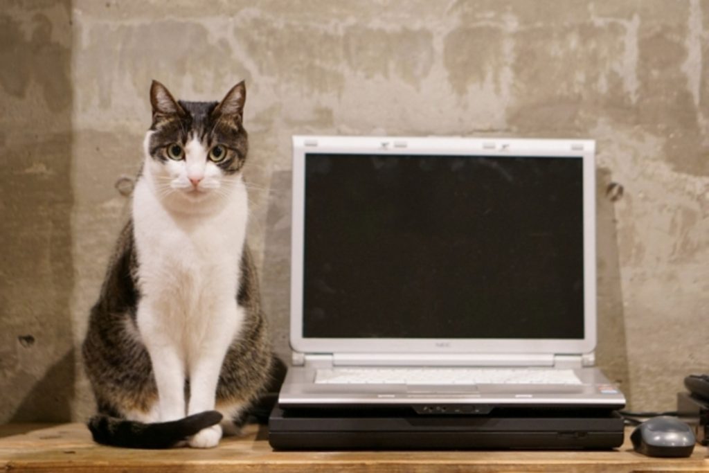 パソコンの横に座る猫
