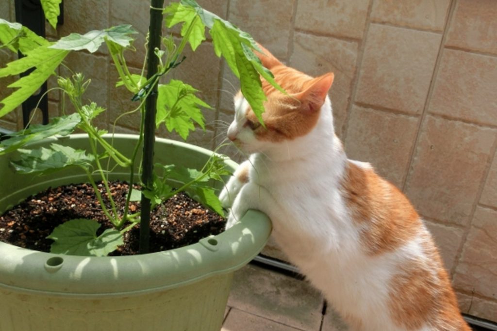 猫と植物