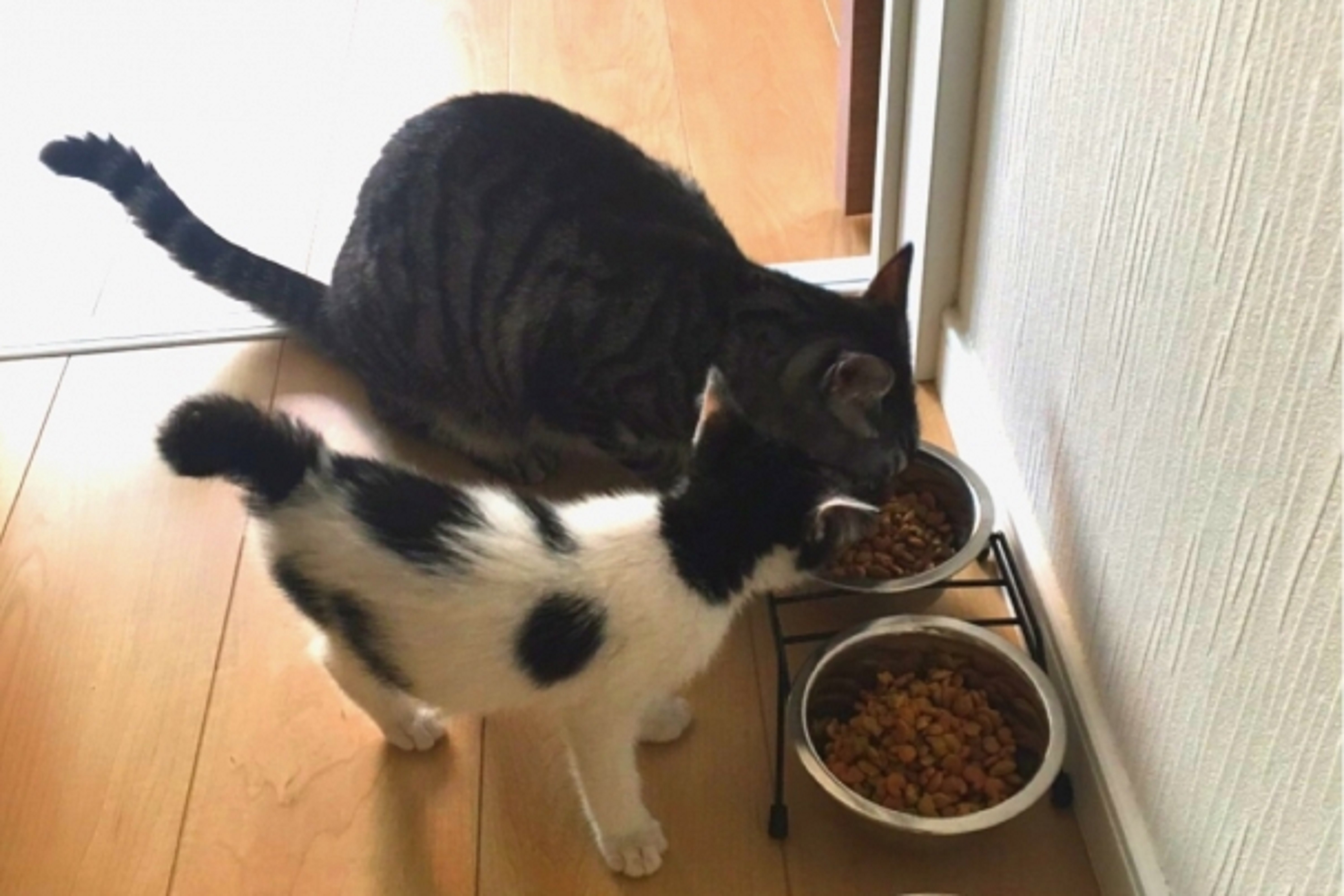 食事中の2匹の猫