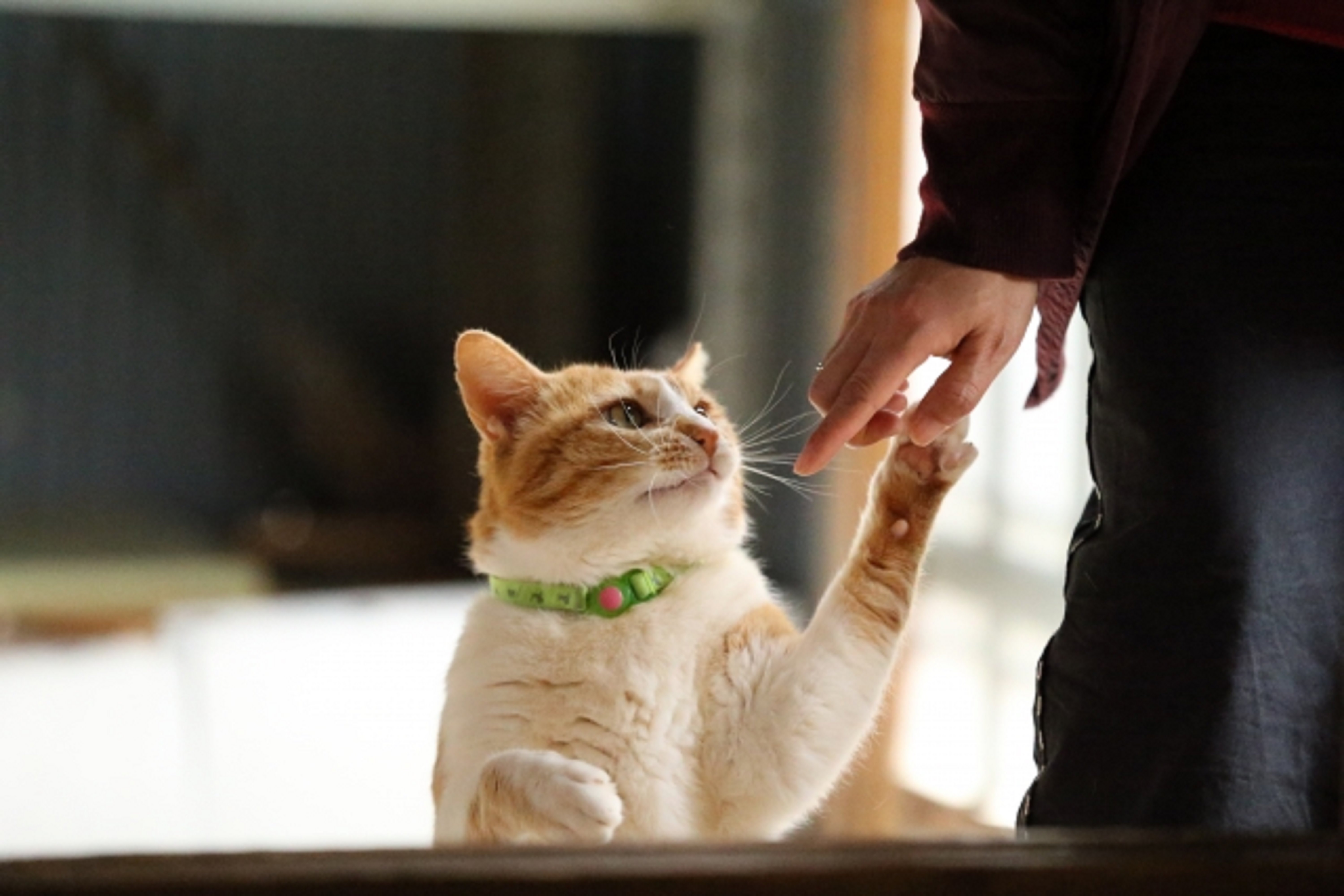 飼い主の手を握ろうとする猫