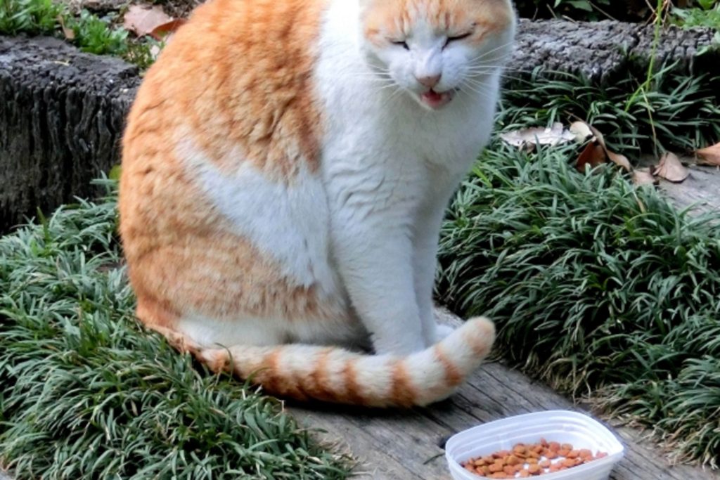 キャットフードを食べない猫