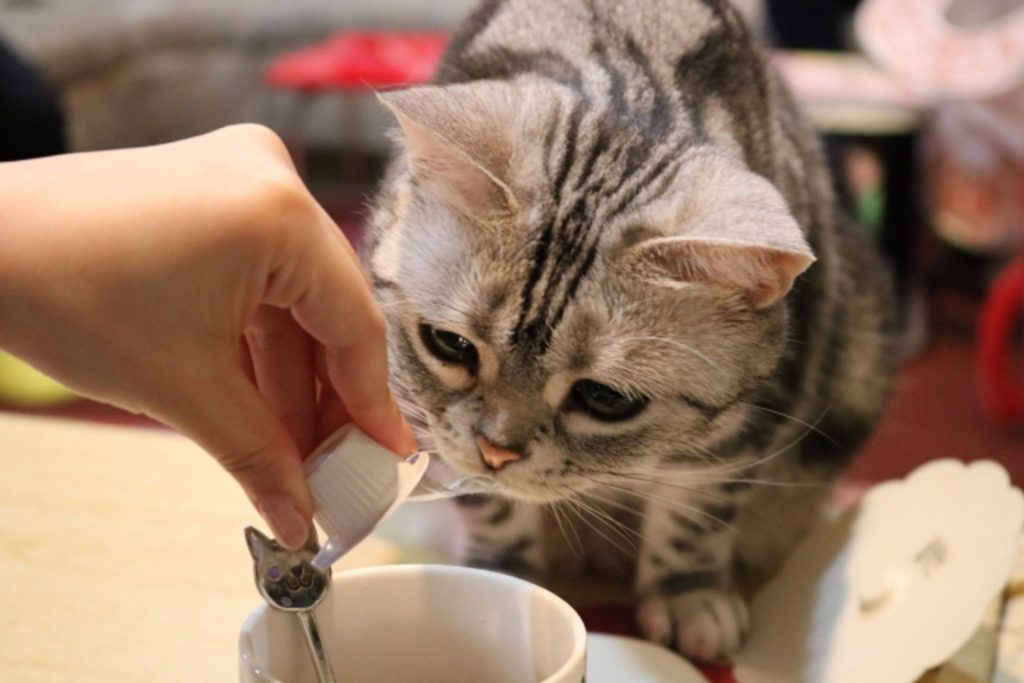 猫のつぶやきのコーヒーに興味を持つ猫