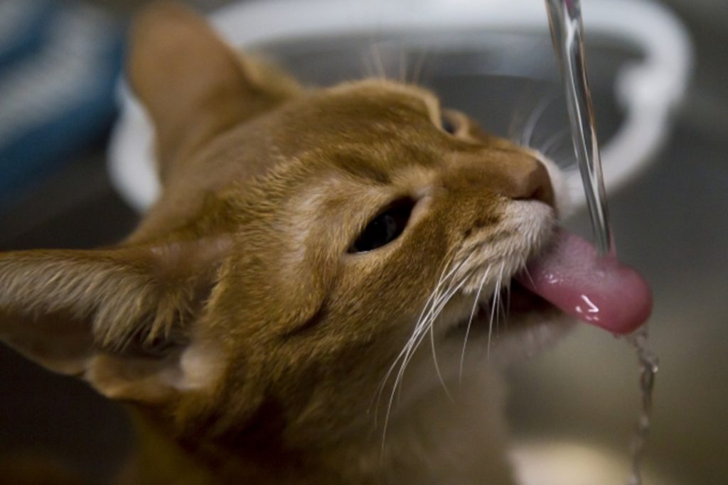 水道水を飲む猫