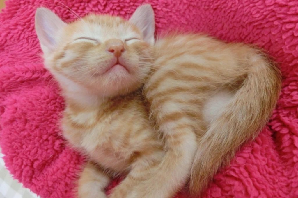 毛布の上で幸せそうな猫