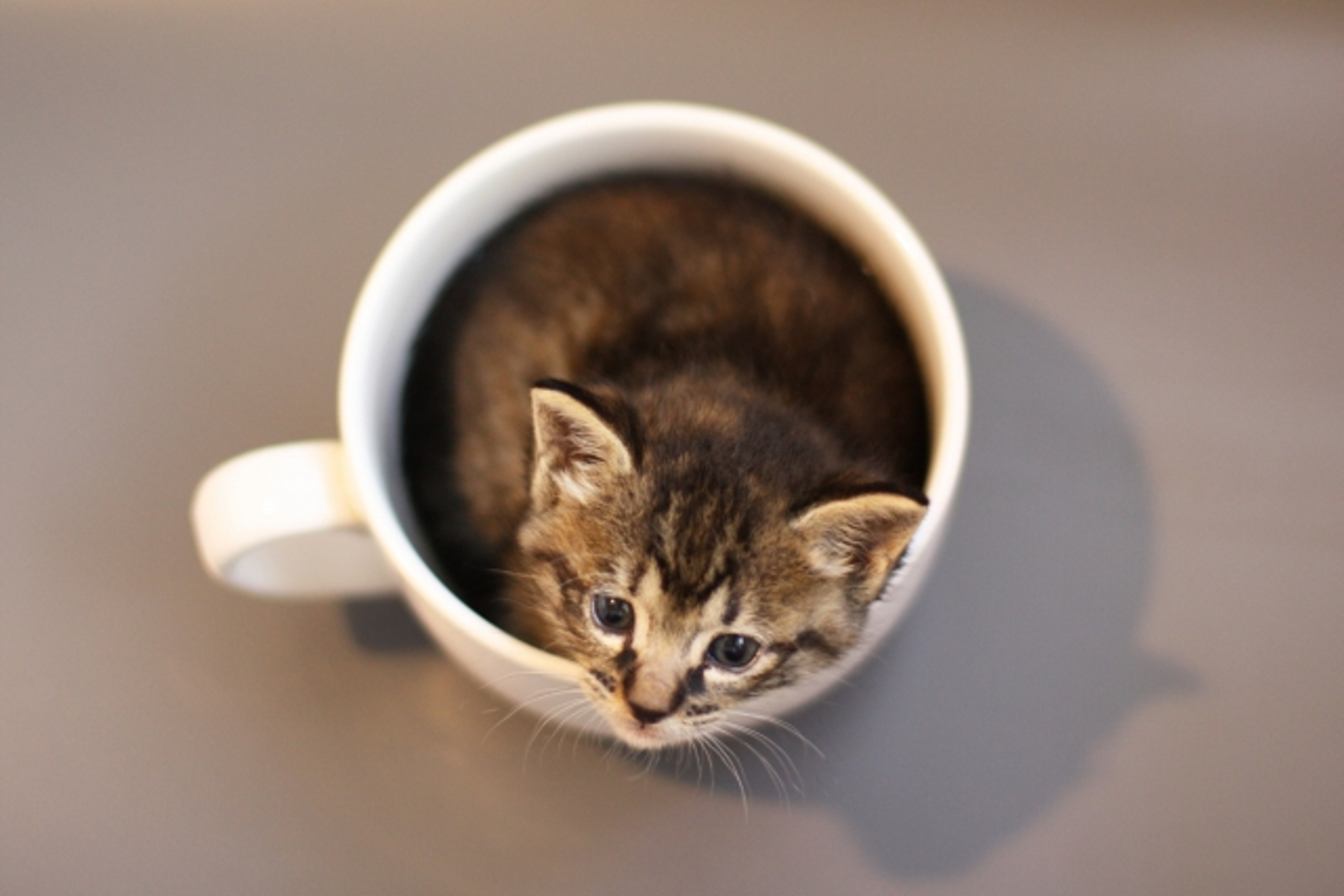 コーヒーカップに入った子猫