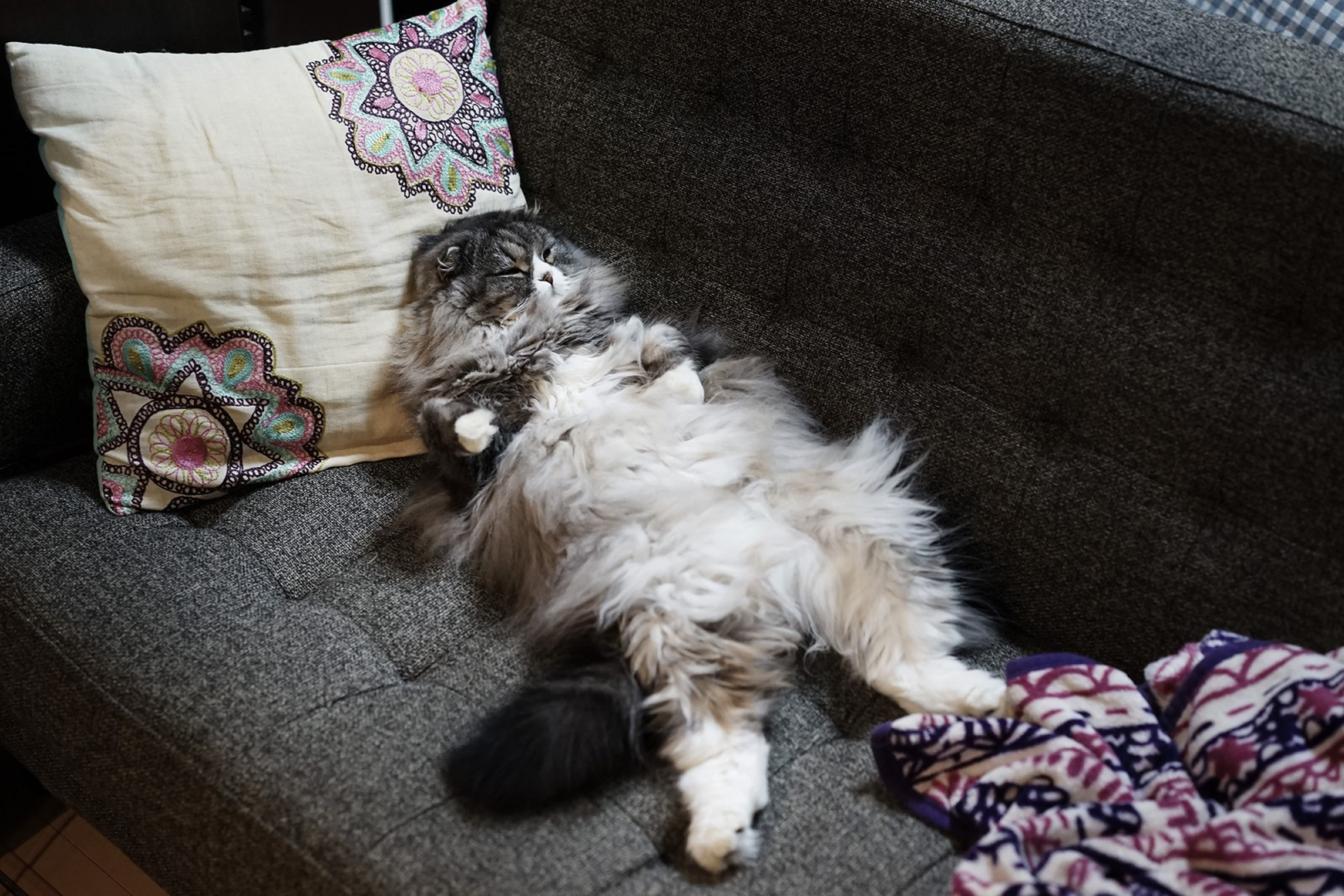 ソファーの上でへそ天をする猫