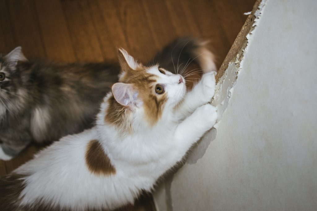 壁で爪を研ぐ猫