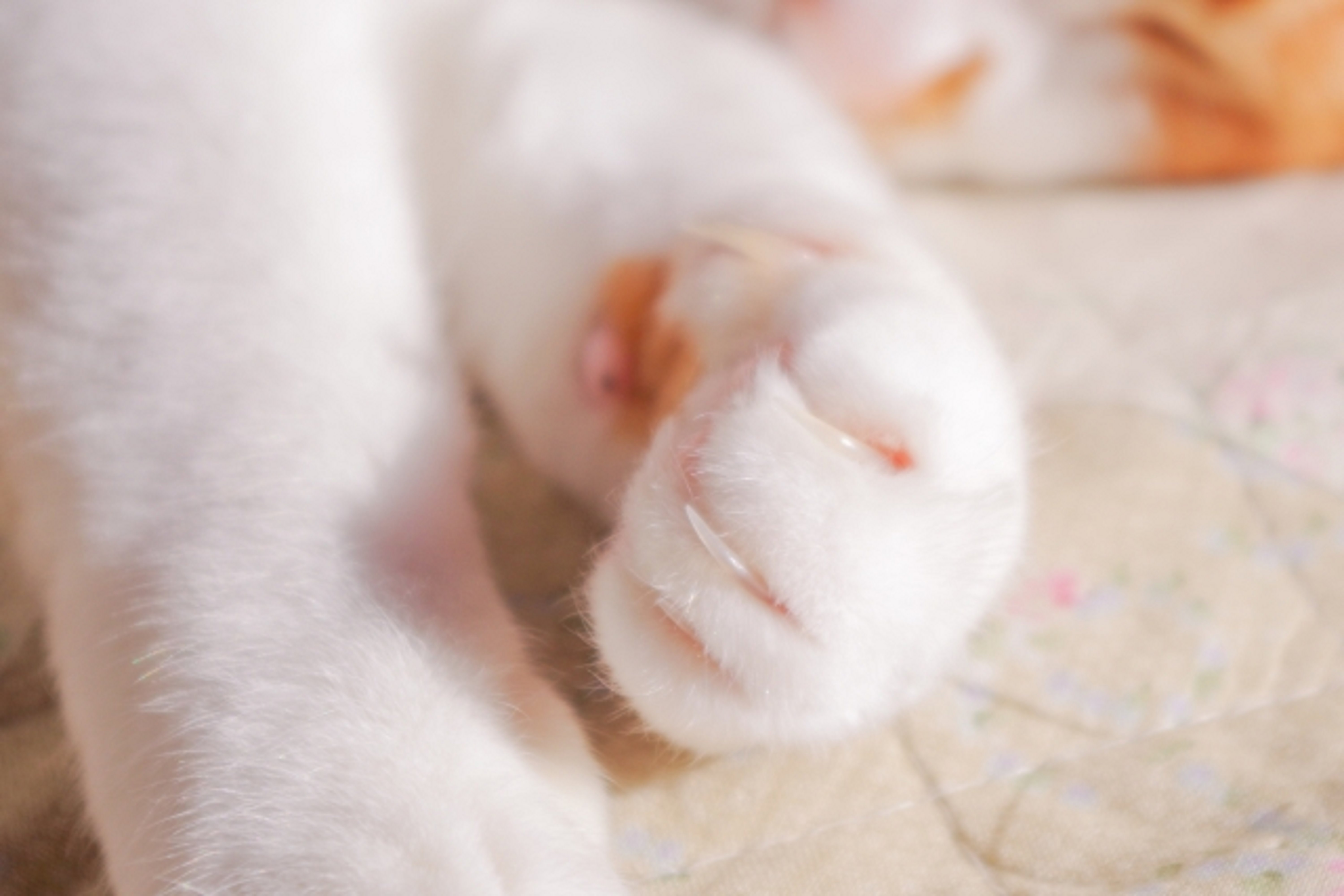 猫咪总爱用爪子“扒拉”你，其实它是有这些意思|猫咪|爪子|主人_新浪新闻